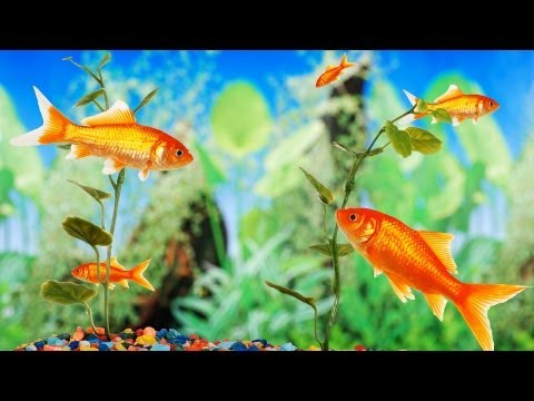 how to care fish tank
