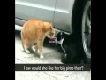 2 Very funny cats ;)