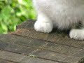 Meow