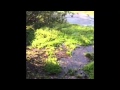 夏みかんデート〜柿田川公園