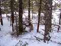 Cat trapping