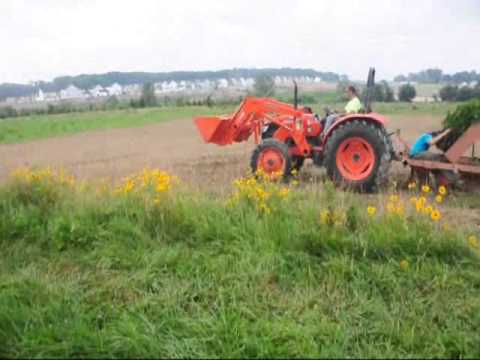 how to transplant small evergreen trees