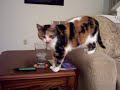 Collage, Water Connoisseur Collage, Water Connoisseur