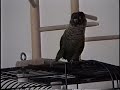 dancing Bird dancing Bird