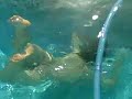 Recogiendo hojass...Limpiando la piscina HJL