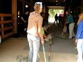 Shearing Alpaca