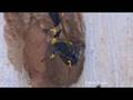 Mud dauber making nest