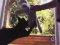 GOOD vs EVIL (Cwtch and Blanco Nino)