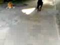 videos de tobias,pompom.habit
