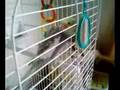 TJ the Cockatiel talking to his mirror