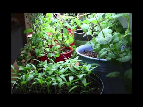 how to transplant jalapeno plants
