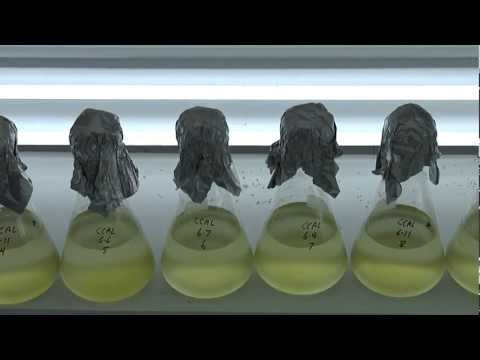 how to isolate algae