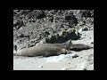 Three Sea Lions