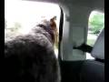 Dog In The Wind