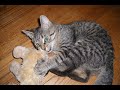 Tribute to My Pets Tribute to My Pets