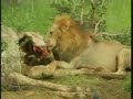 Mapogo Male Lions & Giraffe Kill Pt.4
