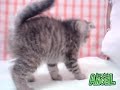 【ペットショップ エンゼル】お薦めの子犬・子猫 0911016.mpg