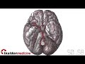 Insidermedicine in 60 - February 11, 2008  Alzheimer's Disease Nutrition