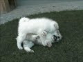 Akita puppies