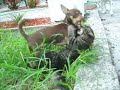 Smokey & Marky playing.
