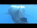 Inge & Mike met Walvis-Haai Mexico 2007