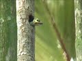 Coppersmith Barbet nesting