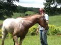 apaloosa do rodrigao apaloosa do rodrigao