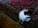 Shu Shu having a conversation with the camera