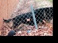 Josh encounters a German Shepherd