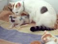 kittens.html