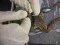 Tashelika- Disecting Frogs