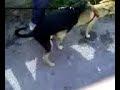 cani frocioni a gabelletta si inculano(2 maschi)