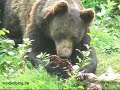 Bears eat a deer - Bären fressen einen Hirsch Bears eat a deer - Bären fressen einen Hirsch