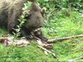 Bears eat a deer - Bären fressen einen Hirsch