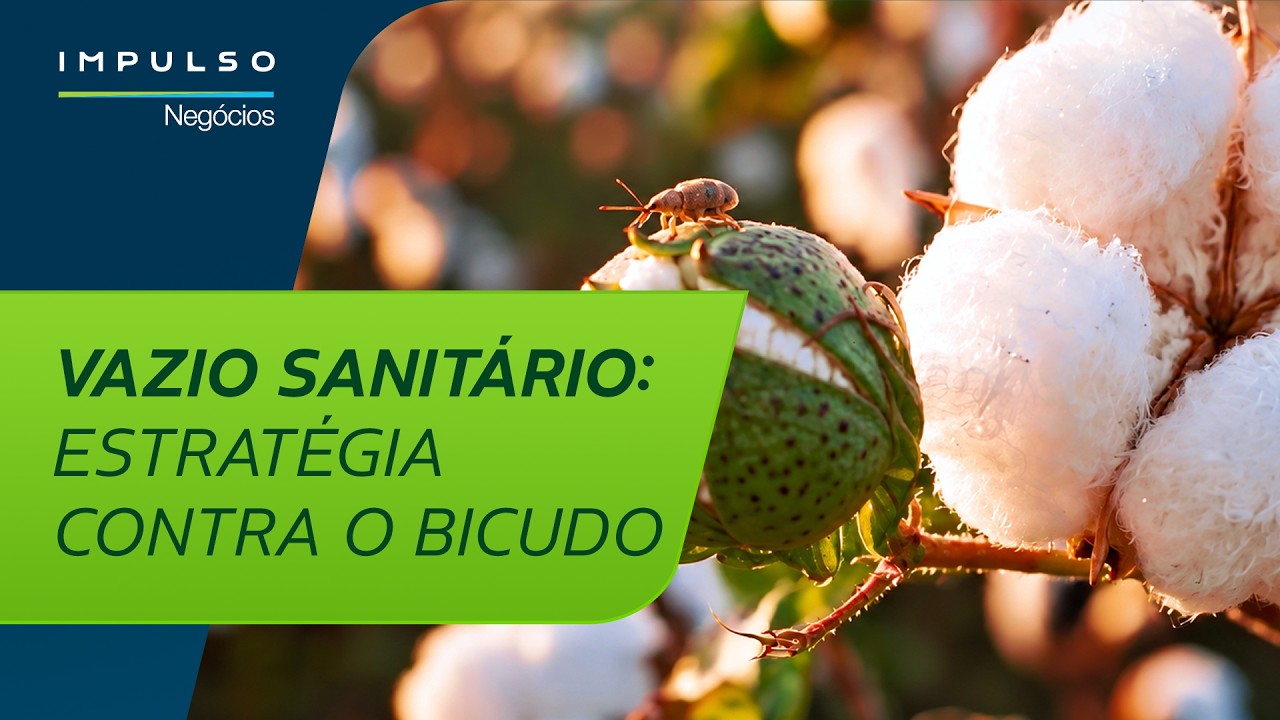 Vazio sanitário: uma estratégia contra o bicudo | Impulso Negócios 208
