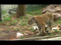 Juvenile tigers Keno and Bombay - 5 months old Juvenile tigers Keno and Bombay - 5 months old