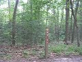 A Walk Thru the Forest, PT. 1 A Walk Thru the Forest, PT. 1