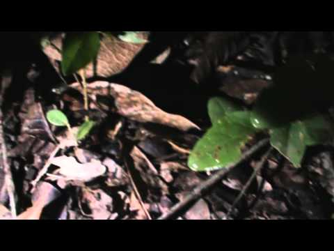 bio luminescence - WildLife Film Competition.