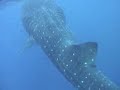 Big Fish