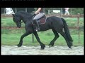 Douwe Friesian Star Stallion by Onne Douwe Friesian Star Stallion by Onne