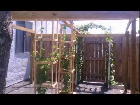 how to fertilize jasmine vine