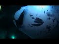 manta night dive - sony hdr-hc7 underwater test manta night dive - sony hdr-hc7 underwater test