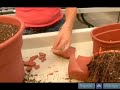 Overgrown Houseplant Solutions : How to Mix Soil for House Plants Overgrown Houseplant Solutions : How to Mix Soil for House Plants