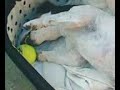 Hondje Doet Gek Om Bal