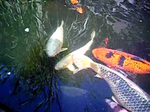 Koi ... Karpfen 2.