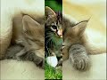 Chat marrant