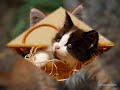 Chat marrant Chat marrant