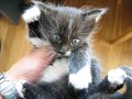Chat marrant