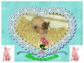 Skinny Pig Family Having Lunch Notes on Diet 