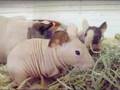 Skinny Pig Family Having Lunch (Notes on Diet)